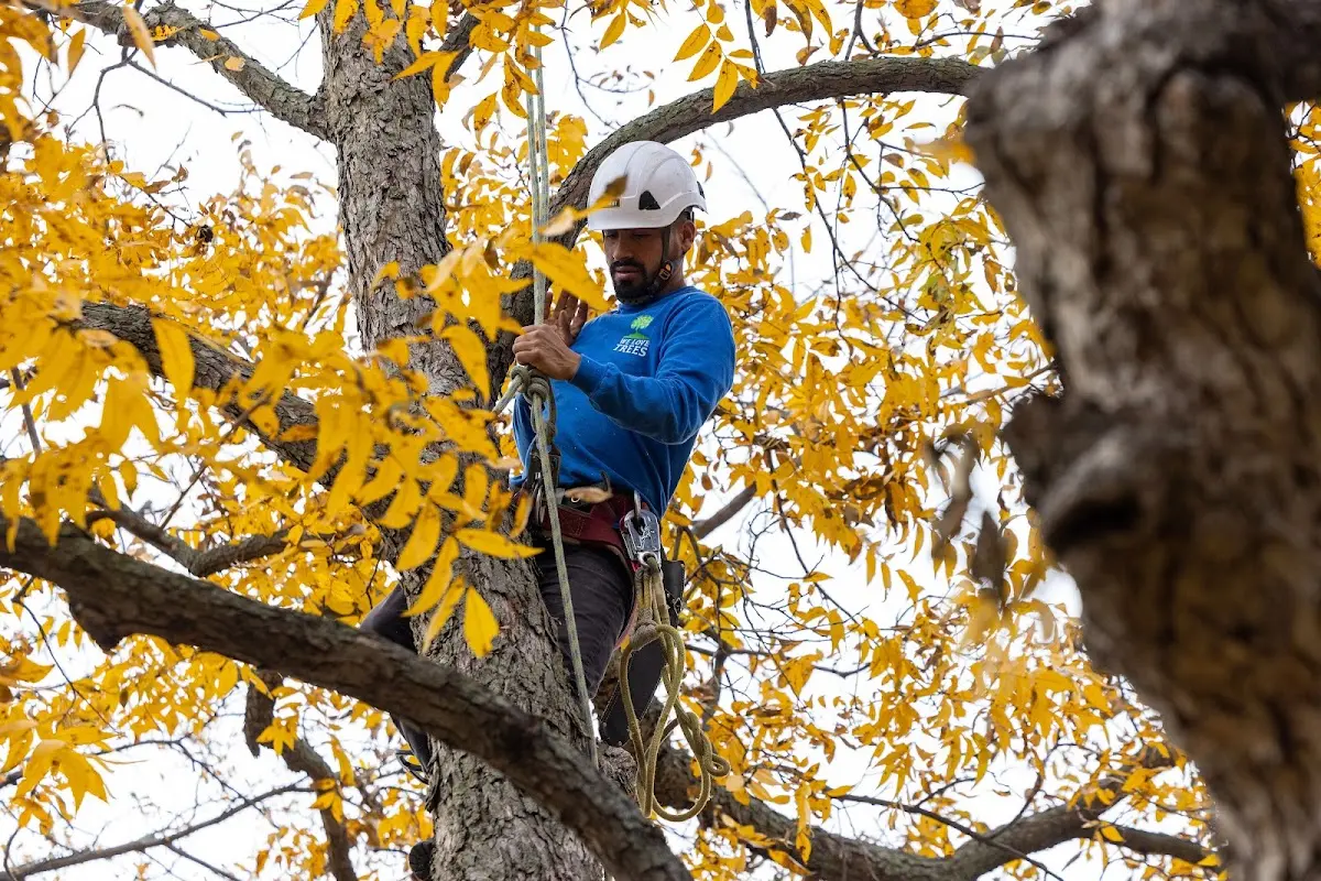 Skilled Tree Pruning crew working in Gray